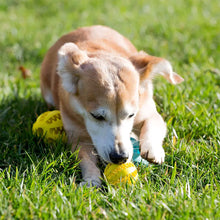 Load image into Gallery viewer, Ball of Fun™ - Dog Chewing Ball
